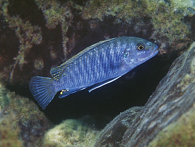 Labidochromis sp. 'textilis blue' Thundu